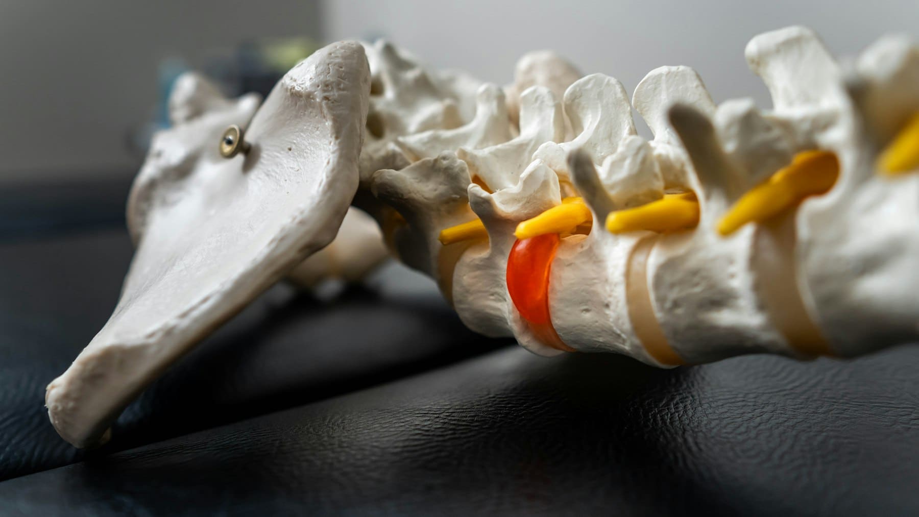Close-up of a spine model showing vertebrae and discs